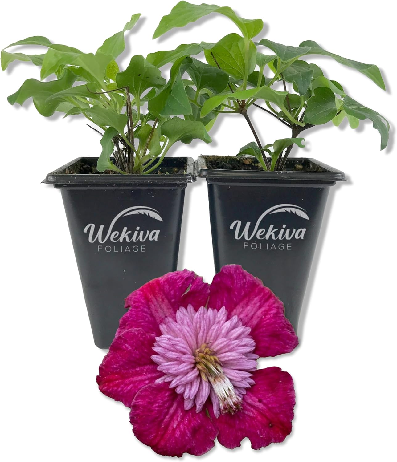 Clematis Avant Garde - Live Starter Plant in a 2 Inch Growers Pot - Starter Plants Ready for The Garden - Rare Clematis for Collectors
