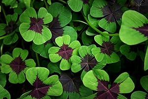Iron Cross Shamrock Plant Bulbs - 5 Fast Growing Bulbs for Good Luck