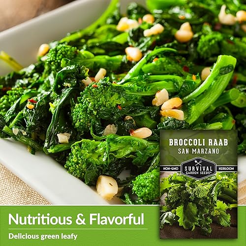Miniatura 4 de San Marzano Raab Broccoli Rabe Seeds for Planting – Italian Heirloom Rapini Variety, Fast-Growing Cool-Season Greens, Non-GMO High Yield Vegetable