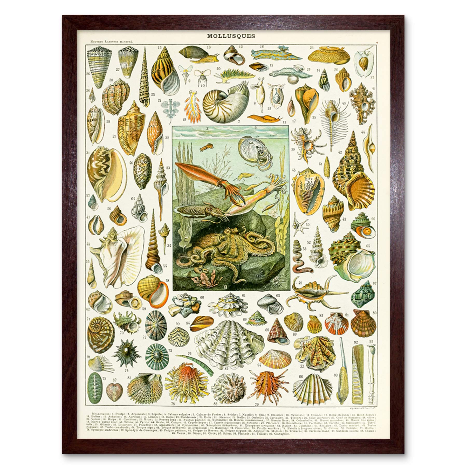 Artery8 Millot Encyclopedia Page Molluscs Shells Art Print Framed Poster Wall Decor 12x16 inch — view 101