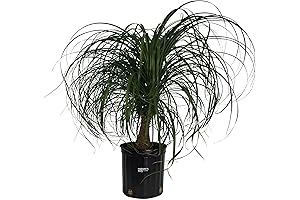 Large, Low-Maintenance Ponytail Palm Live Plant Indoor