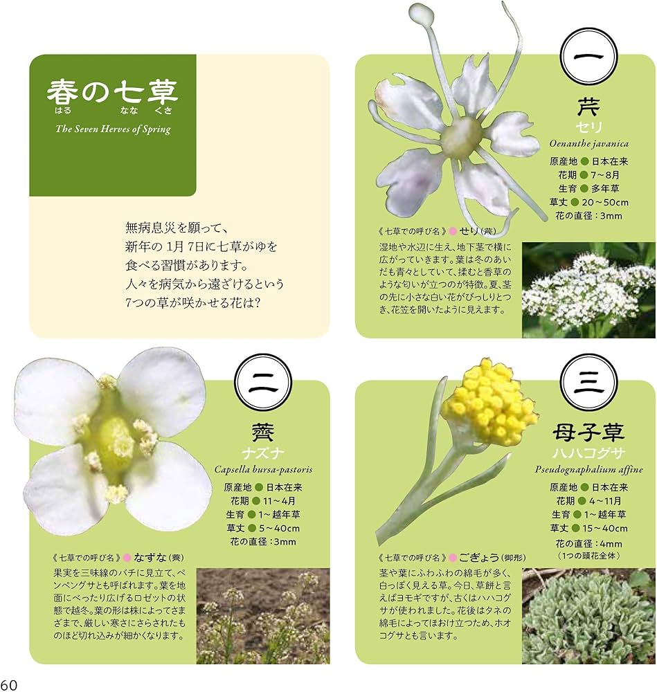 Amazon.co.jp: 野の花 拡大図鑑: 道ばたに咲く花たちの美しくて不思議