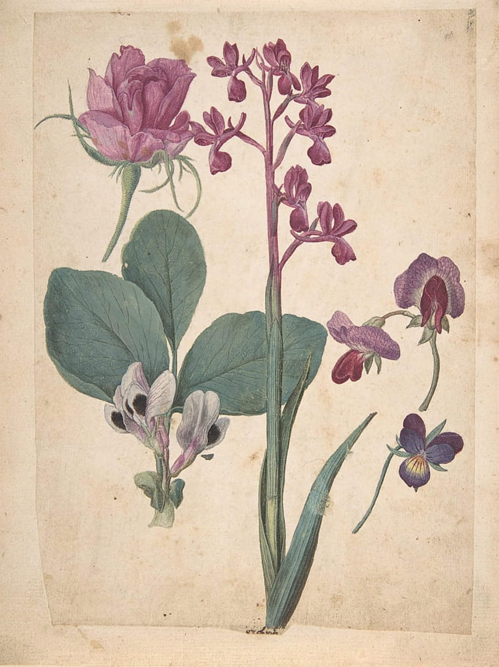Affiches et gravures Jacques Le Moyne poster fleurs tableau moderne 60x90cm - 5