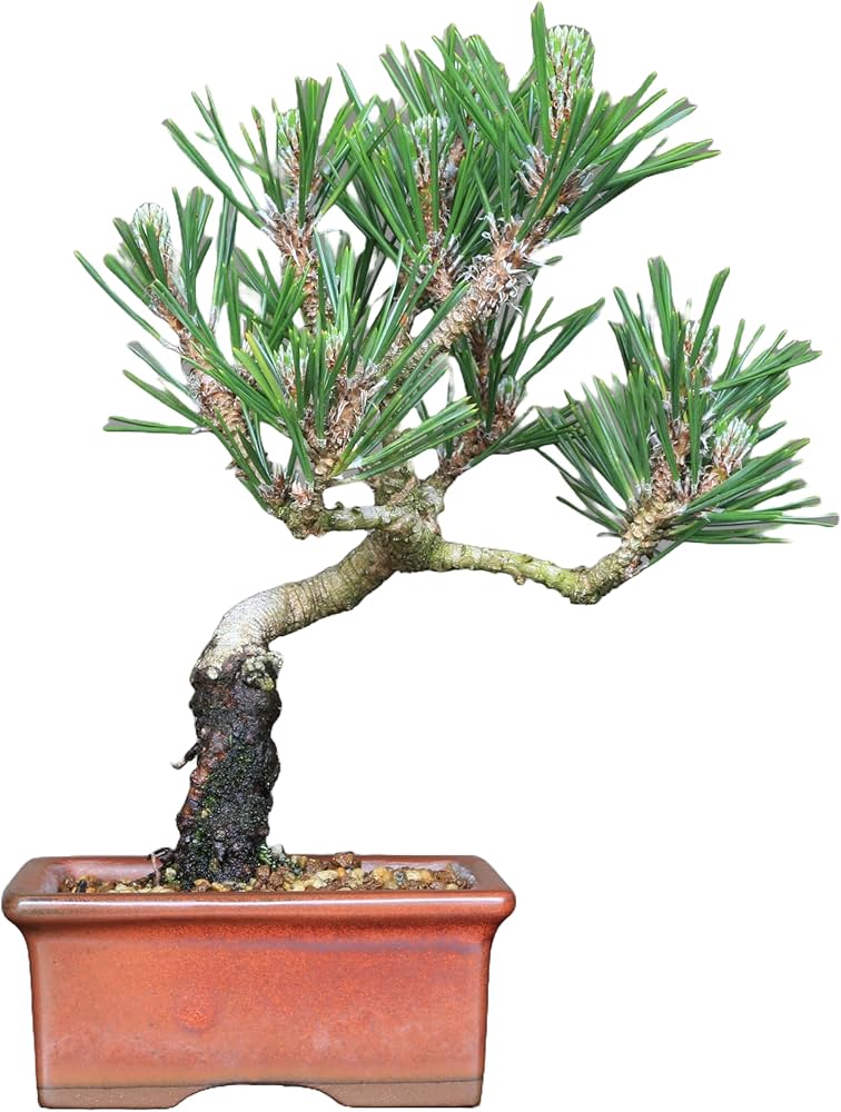 小品盆栽黒松寿 Amazon.co.jp: 黒松『寿』小品盆栽【泰寿園 Online】 : DIY・工具