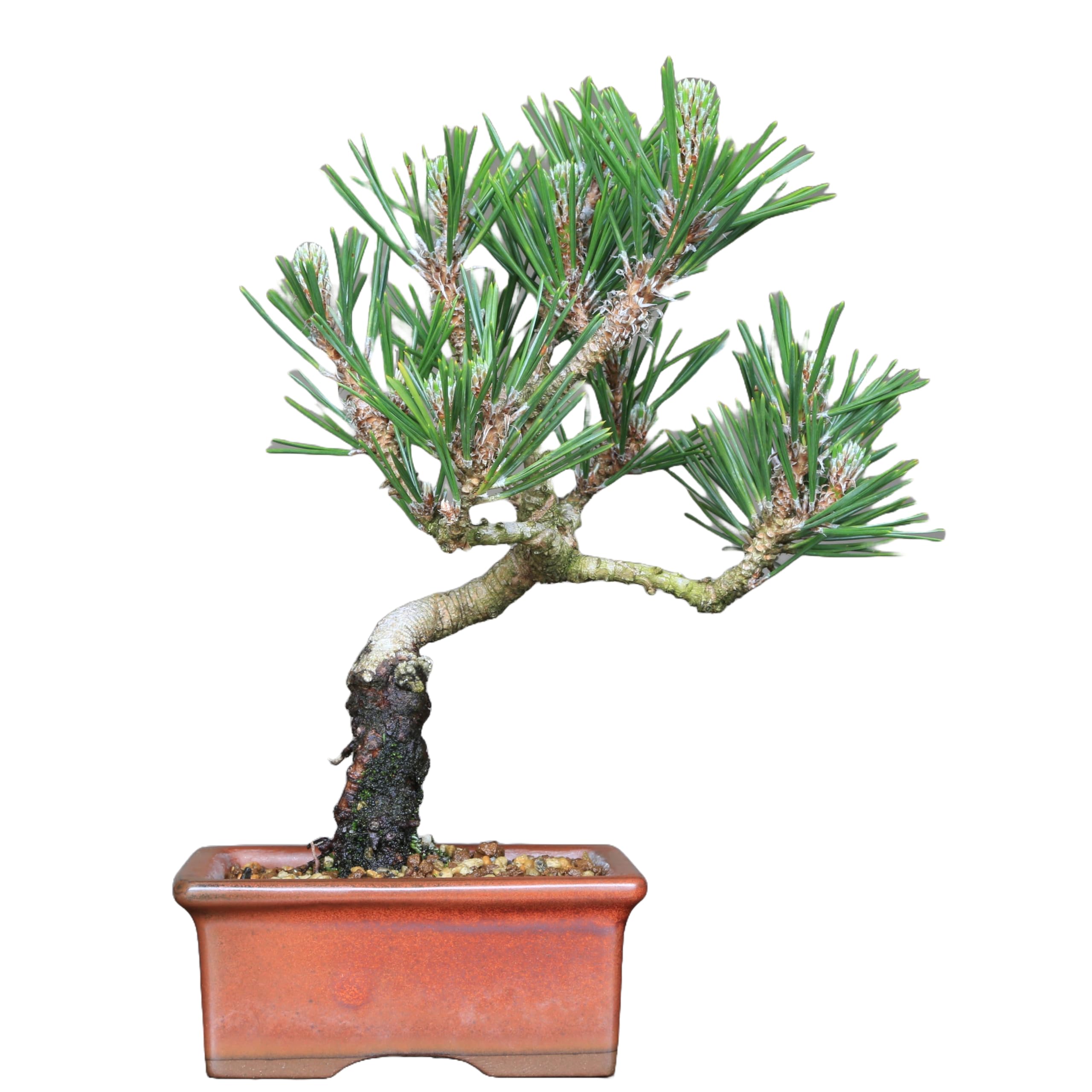 Amazon.co.jp: 黒松『寿』小品盆栽【泰寿園 Online】 : DIY・工具