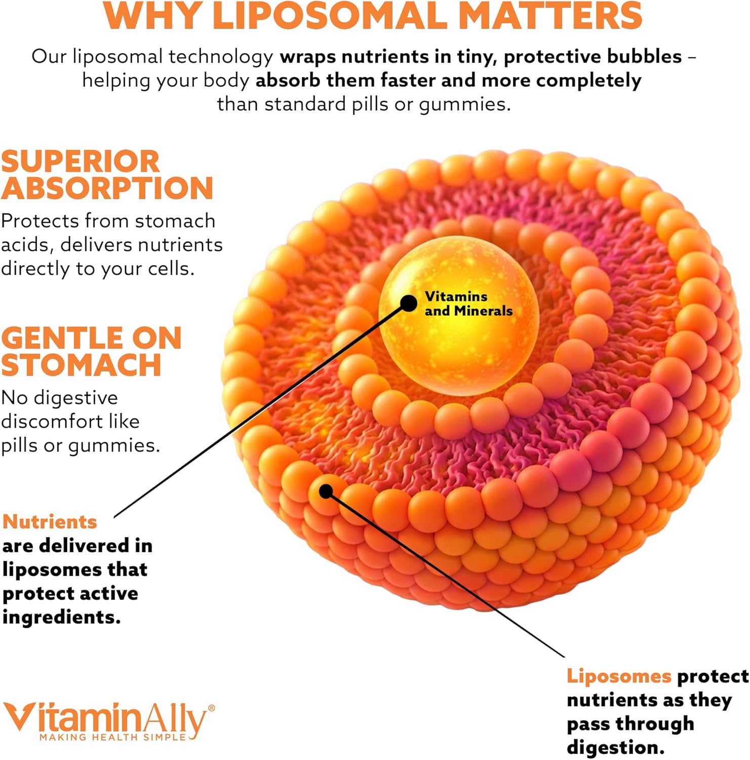 Women’s 50+ Liposomal Liquid Multivitamin – 16 Essential Vitamins & Minerals for Energy, Bone & Immune Support – Sugar-Free, Non-GMO, High Absorption – Strawberry Mint, 30 Servings