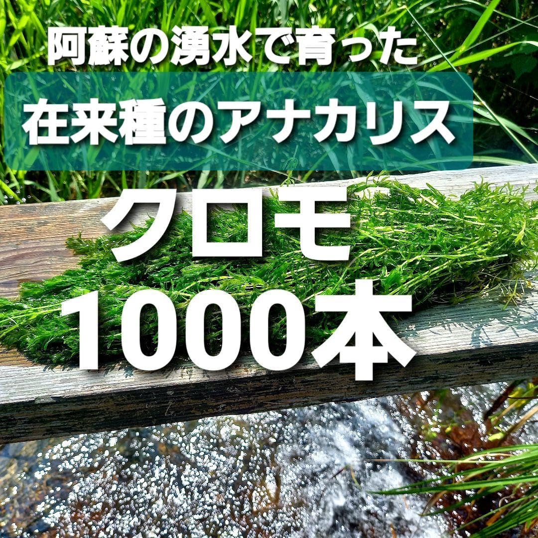 1000本以上 阿蘇の湧水で育った水草 天然アナカリス