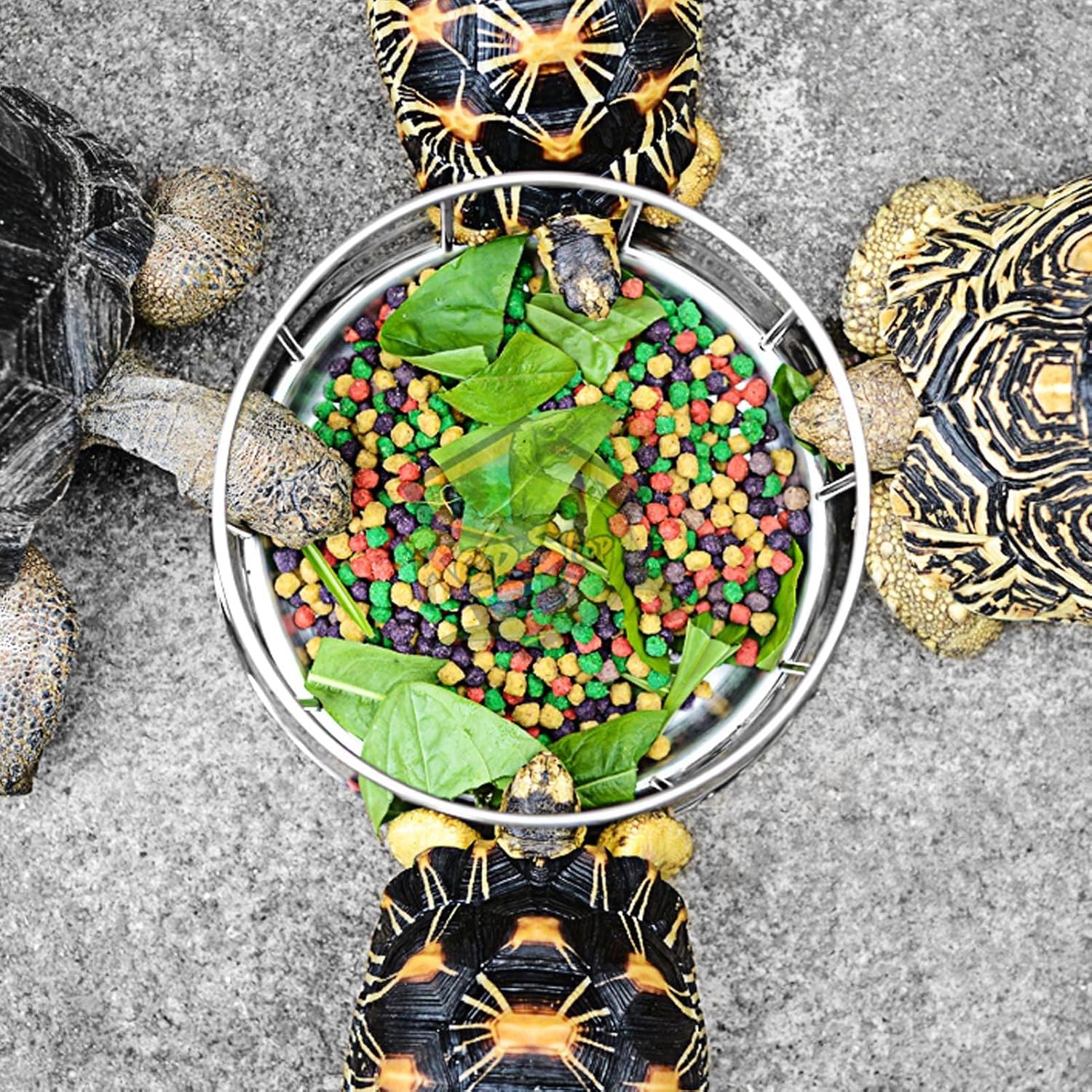 Reptile Stainless Steel Food Dish, Tortoise Feeding Dish Feeder, Reptile Food Bowl Water Tray with Round Railing Shape, for Home Vivarium, Pet Store (L)