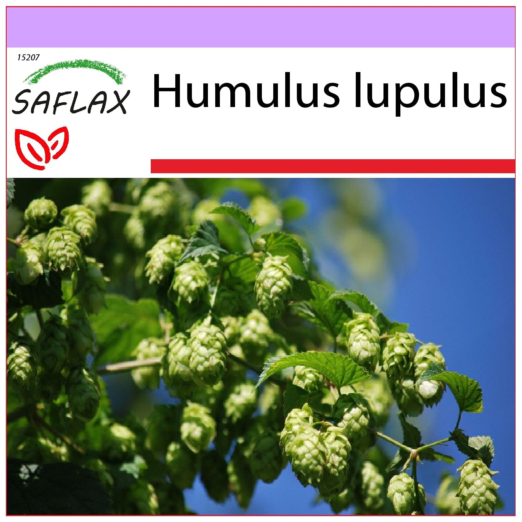 SAFLAX - Common Hop - 50 Seeds - Humulus lupulus