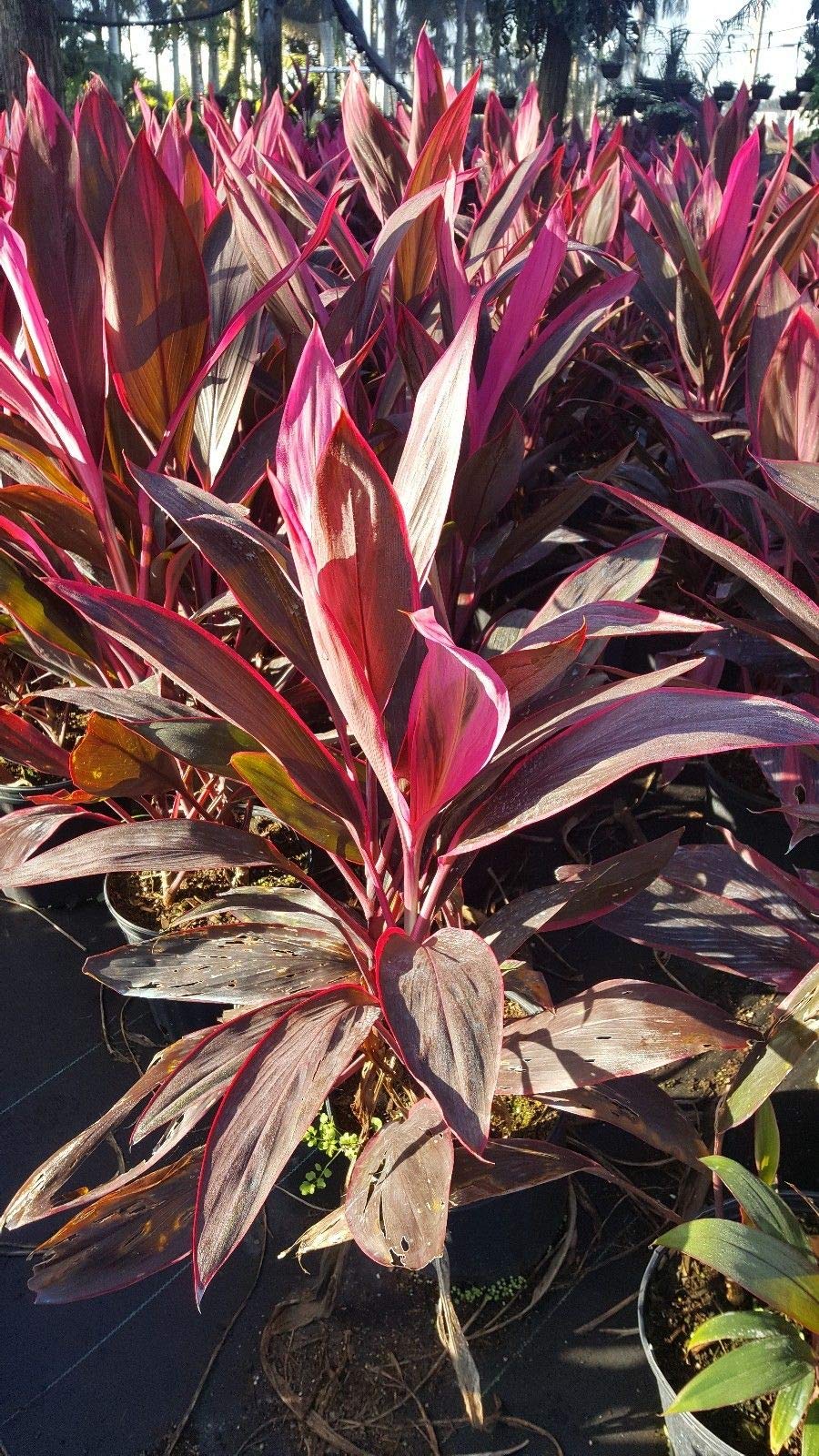Tropical Cordyline Ti Hawaiian Red Sister Houseplant Live Plant 8 to 10 Inches As003