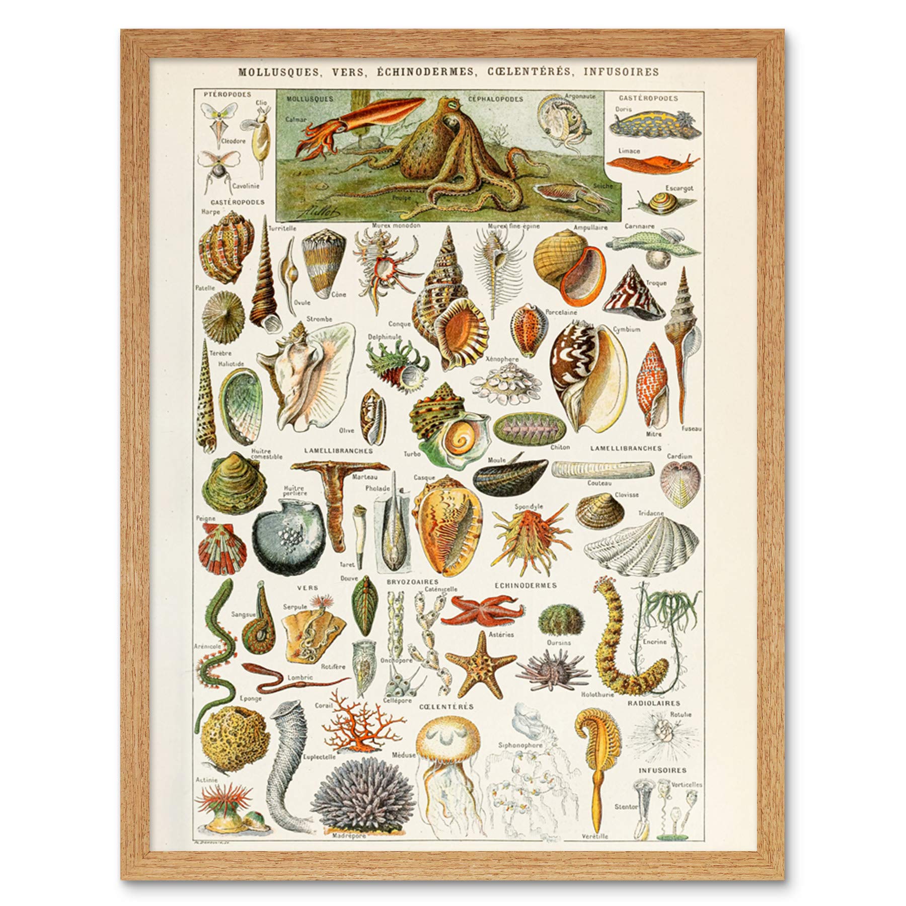 Artery8 Millot Encyclopedia Page Shells Molluscs Art Print Framed Poster Wall Decor 12x16 inch
