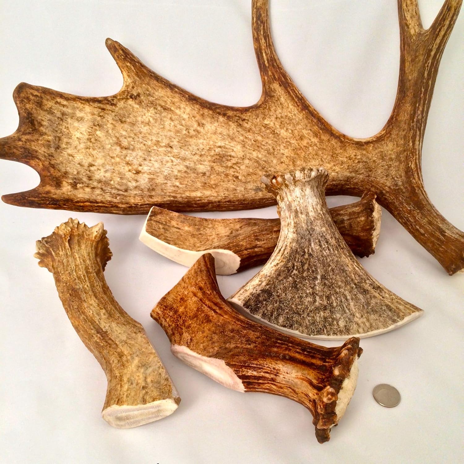 Monster Moose Antler Dog Chew - Grade A Premium - Organic - Made in USA - No Mess