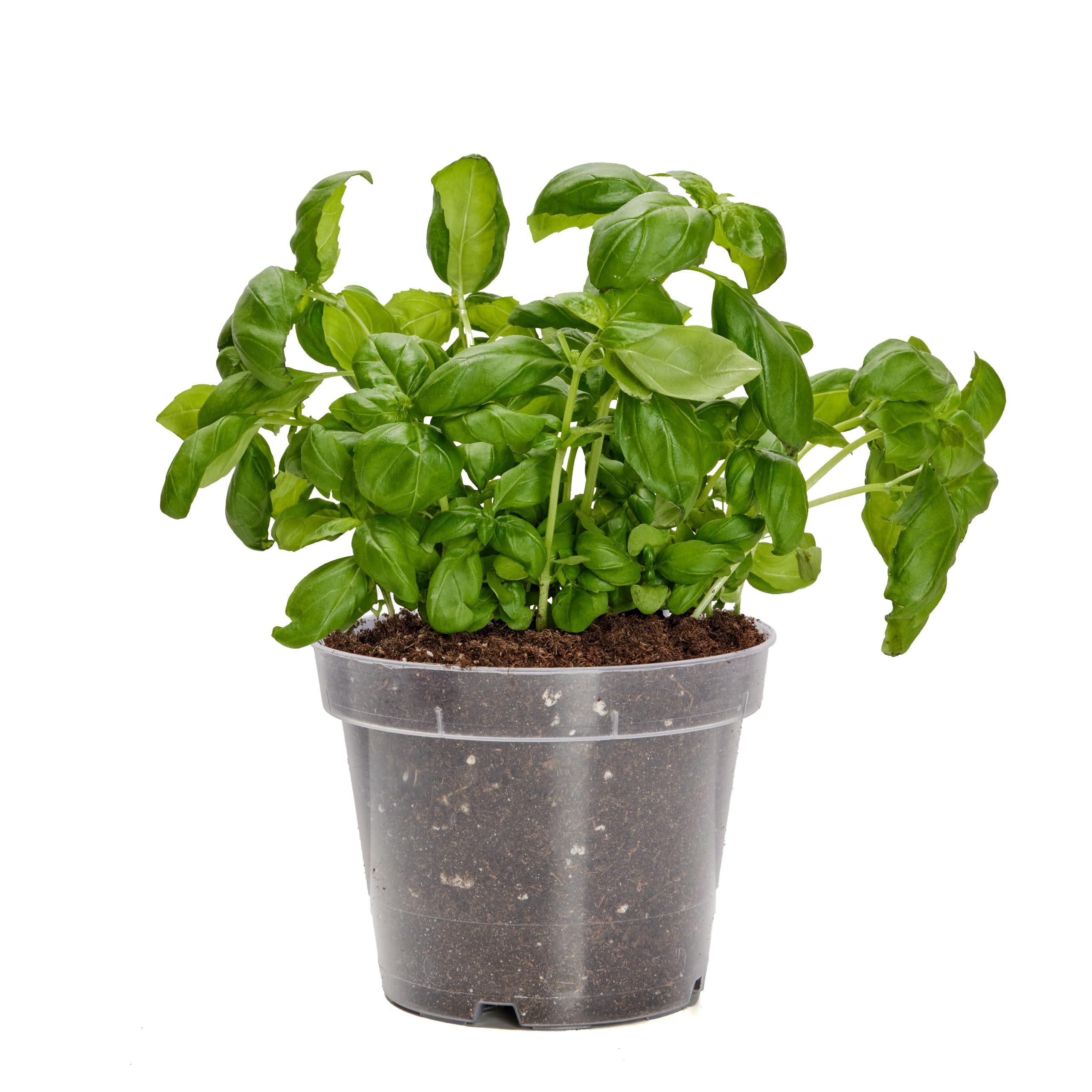 Garronda Blumentopf Orchideentopf Transparent runder Übertöpfe für Zimmerpflanzen Pflanzentopf Pflanztöpfe Kunststoff in verschiedenen Größen GD-0024 (Transparent, ⌀ 21cm H 16cm)