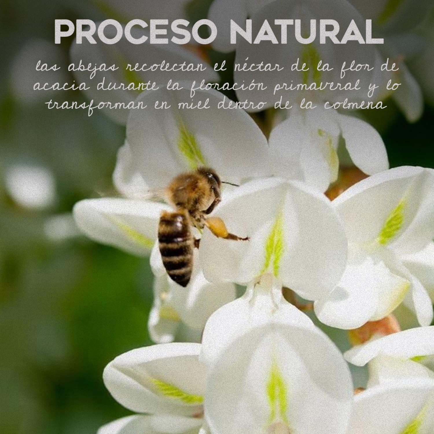 L'Abella Mel | Miel de Acacia 100% Natural y Pura | Miel Pura de Abeja Sin Pasteurizar Ni Aditivos | Recolección Manual Directa del Apicultor | Apiarios Artesanos Europeos | 1 kg