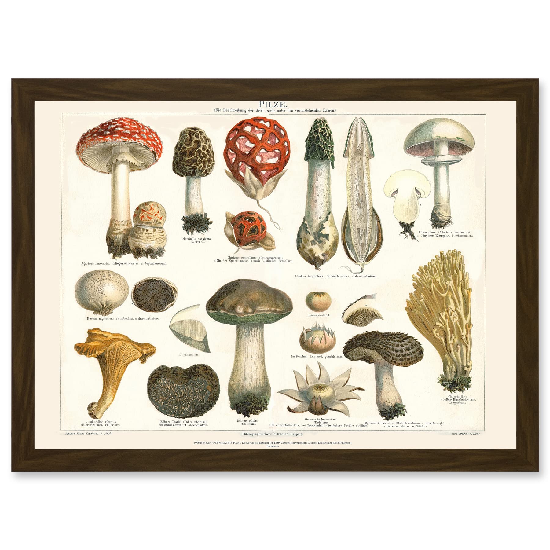 Wee Blue Coo Meyers Fungus Mushrooms Toadstools Collection Artwork Framed Wall Art Print A4