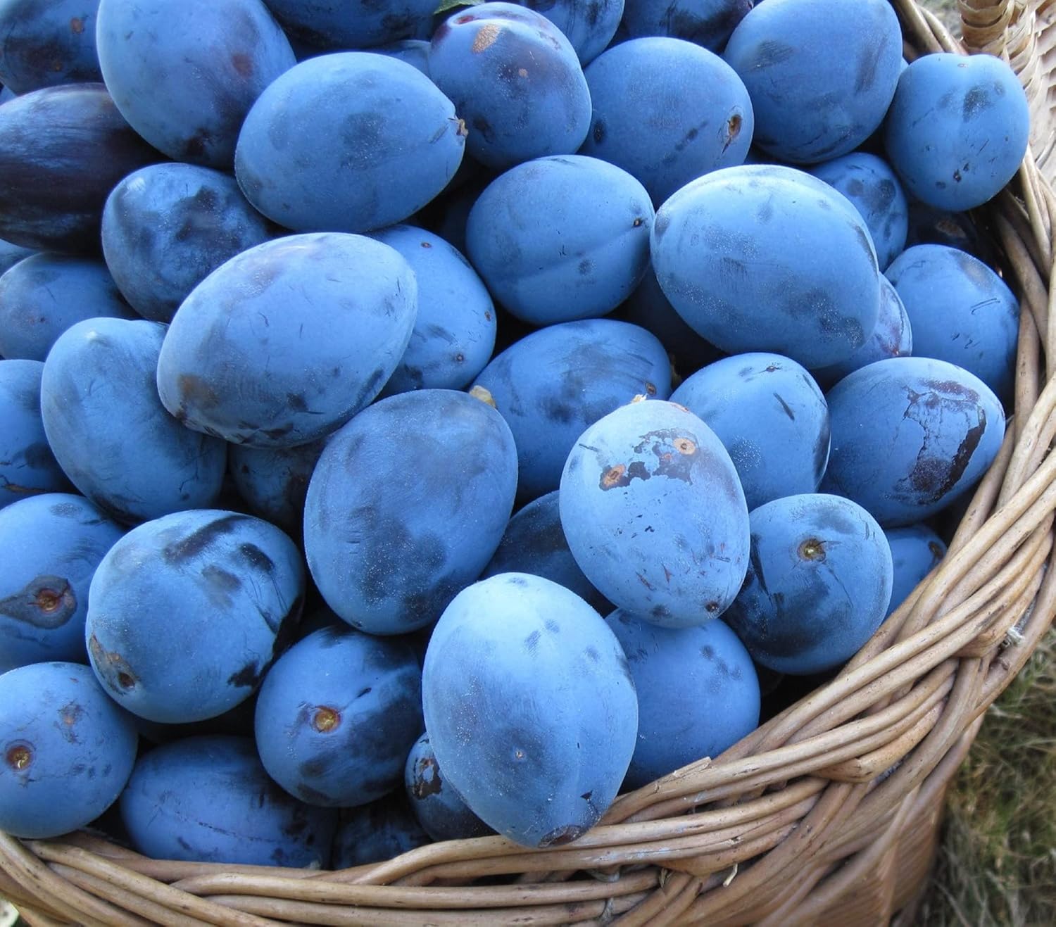 Italian Plum 2-3 ft Tall grafted Plant, Sent with Roots Wrapped in Wet