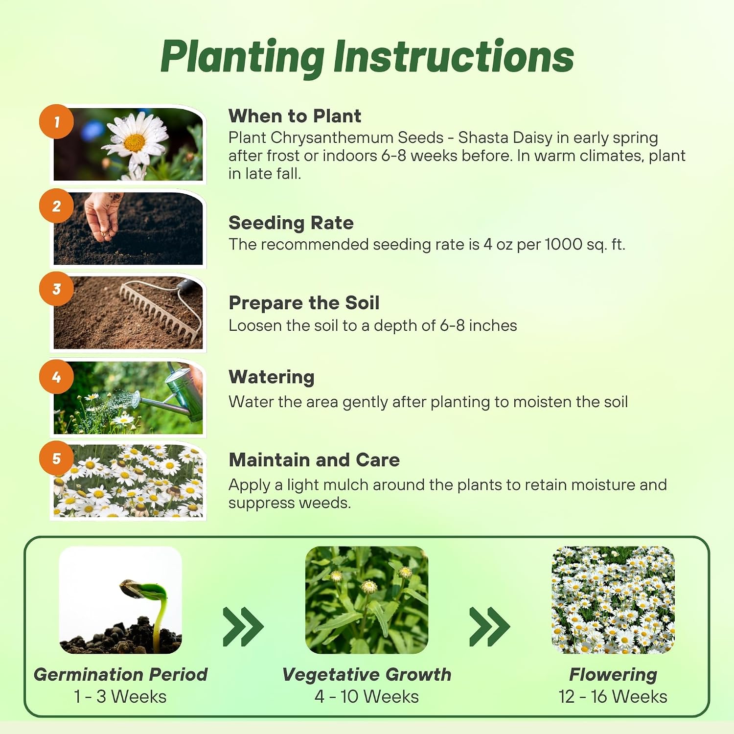 Outsidepride Shasta Daisy Chrysanthemum Seeds - 5000 Pcs. Perennial Deer Proof, Drought Tolerant, Wildflower Seeds for Pollinator Gardens, Cut Flowers & Water-Efficient, Low Maintenance Landscaping
