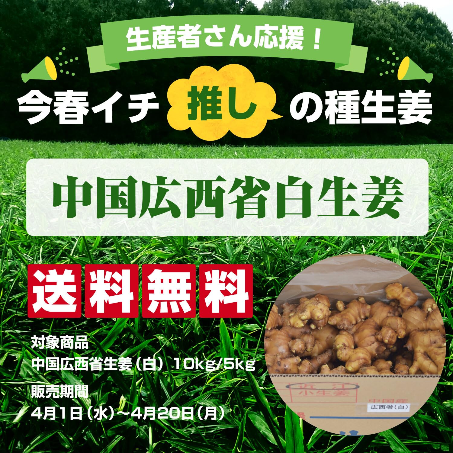 Amazon.co.jp: 種生姜 中国広西省近江生姜（白）10kg : DIY・工具