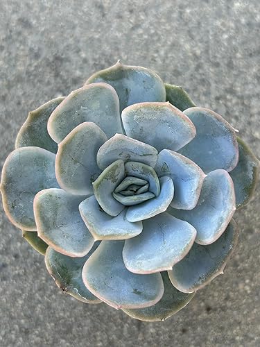 Echeveria Blue Surprise - Planta suculenta viva, maceta de 2 pulgadas con tierra, decoración para el hogar y la oficina