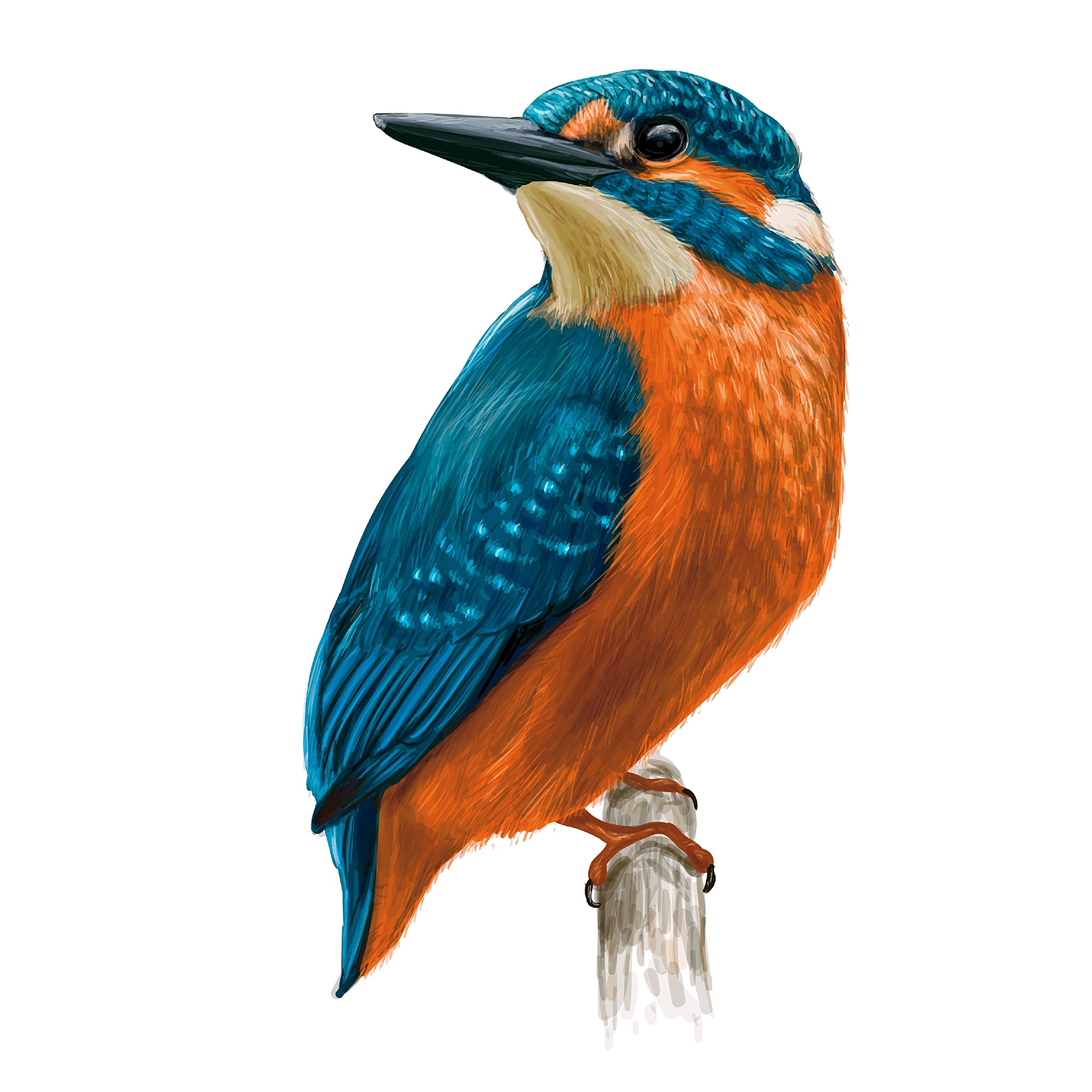 Lightningsigns White Multicoloured Kingfisher Bird Wall Art Vinyl Stickers Kitchen Dining Mural