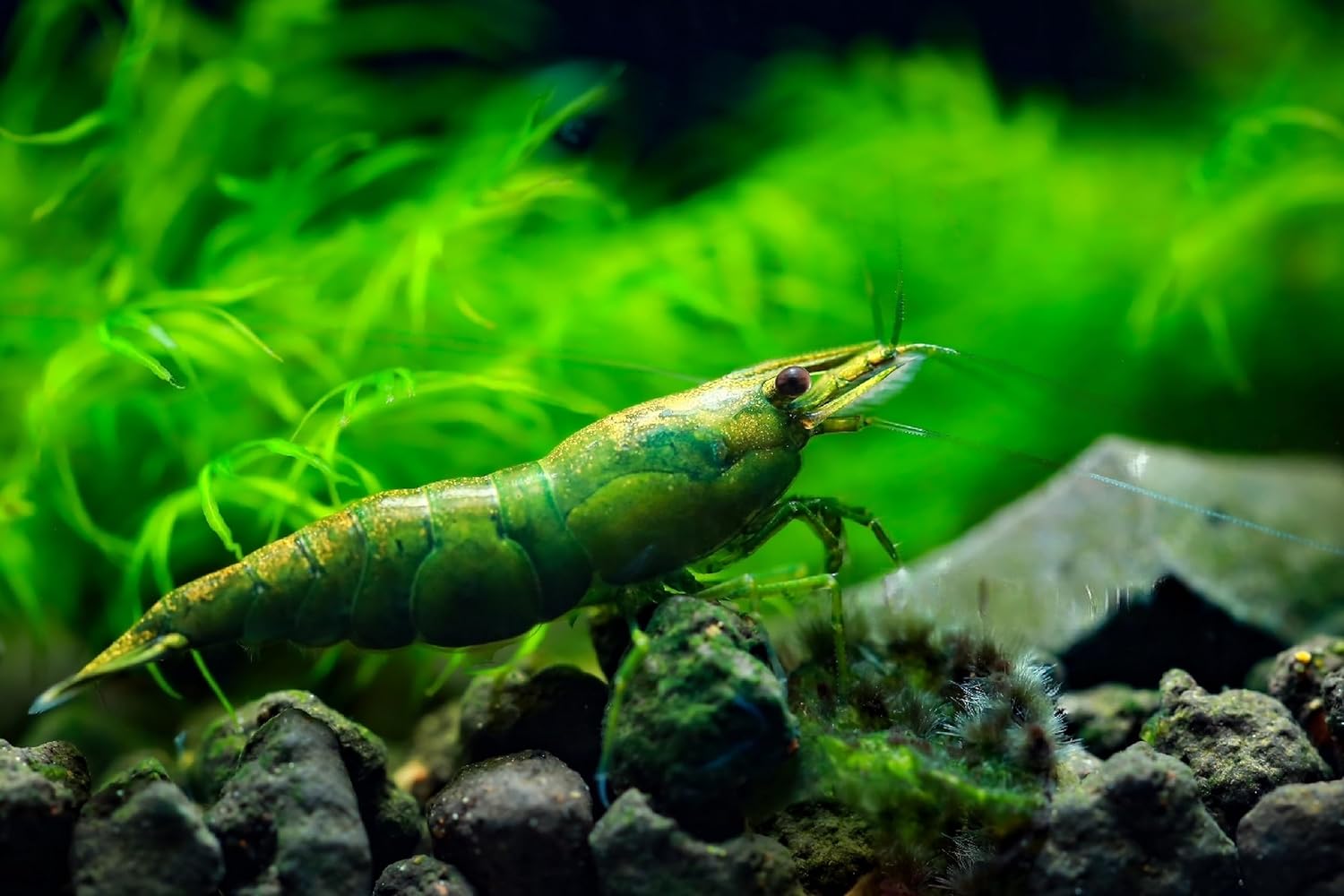 10 Neocaridina Freshwater Aquarium Shrimps 1/4 to 1/2 inch Long. Pick Your Colors (Green Jade)