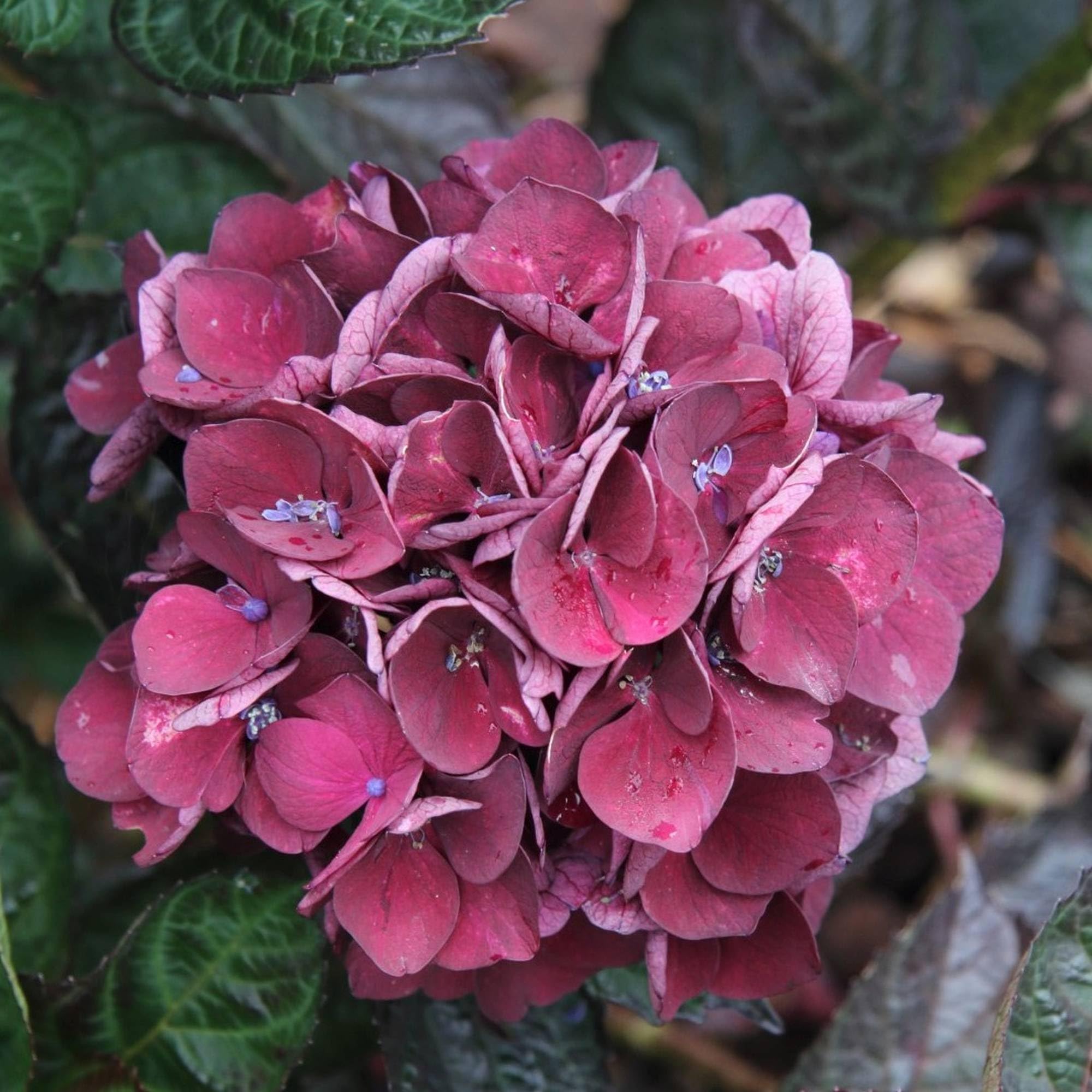 Vivai le Georgiche - Pianta vera di Hydrangea macrophylla "Merveille Sanguine" Hydrangea macrophylla 'Folis Purpureus' Ortensia 'Merveille Sanguine' - vaso Ø 19 cm