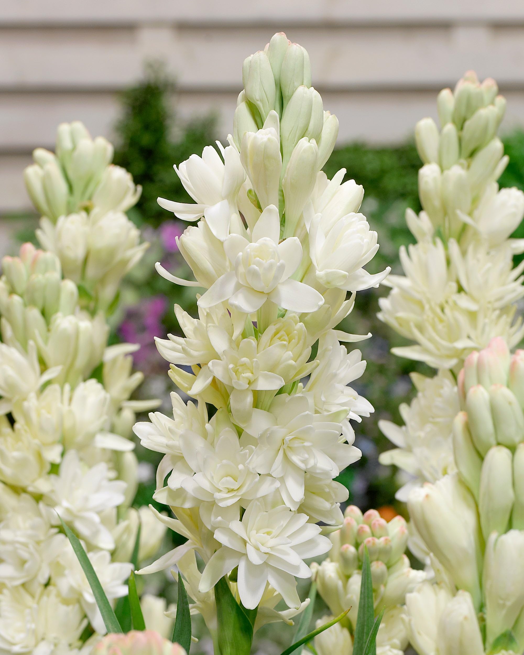 Rajnigandha Double Flowering Bulbs White | Pack of 10 Hybrid Tuberose Bulbs for Home Garden Balcony Pots and Cut Flower Use