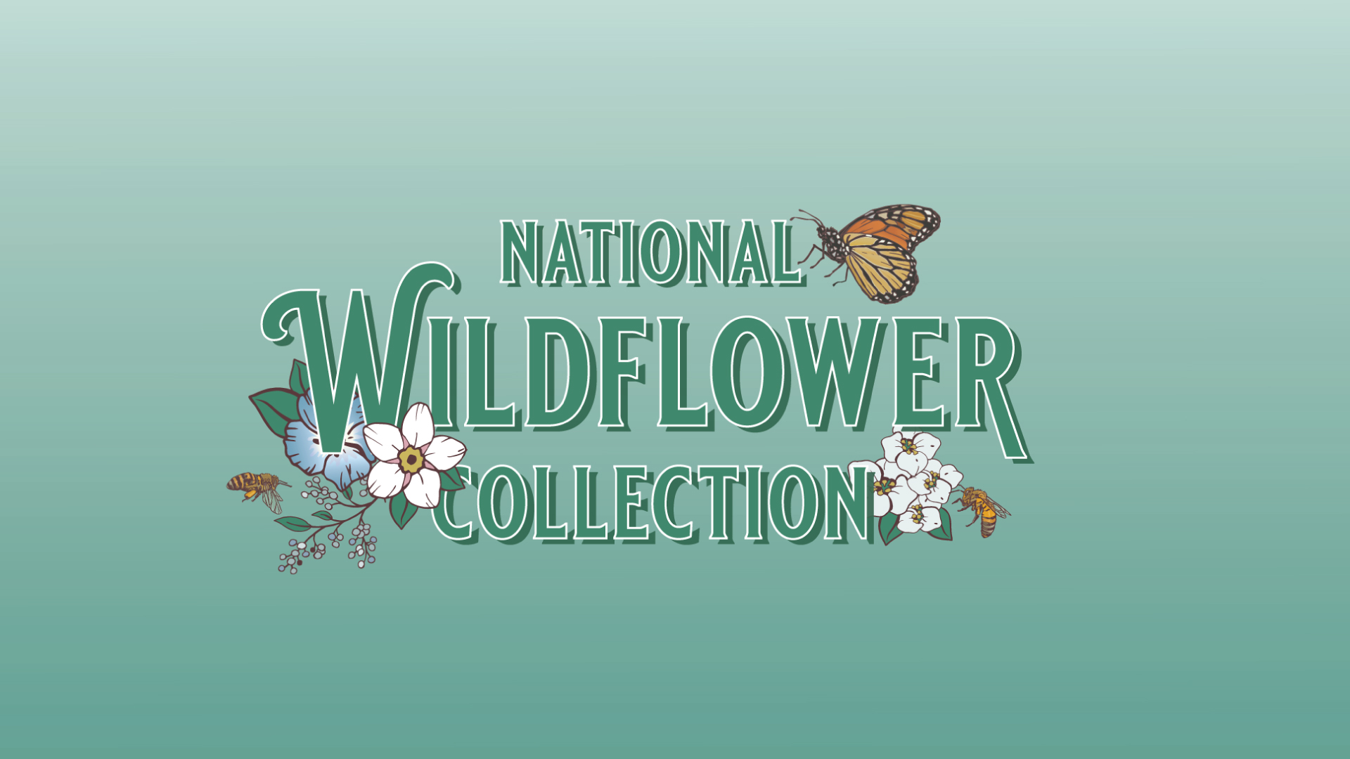 Amazon.com : Wildflower Seeds - Drought-Tolerant Mix, 2 oz (80,000