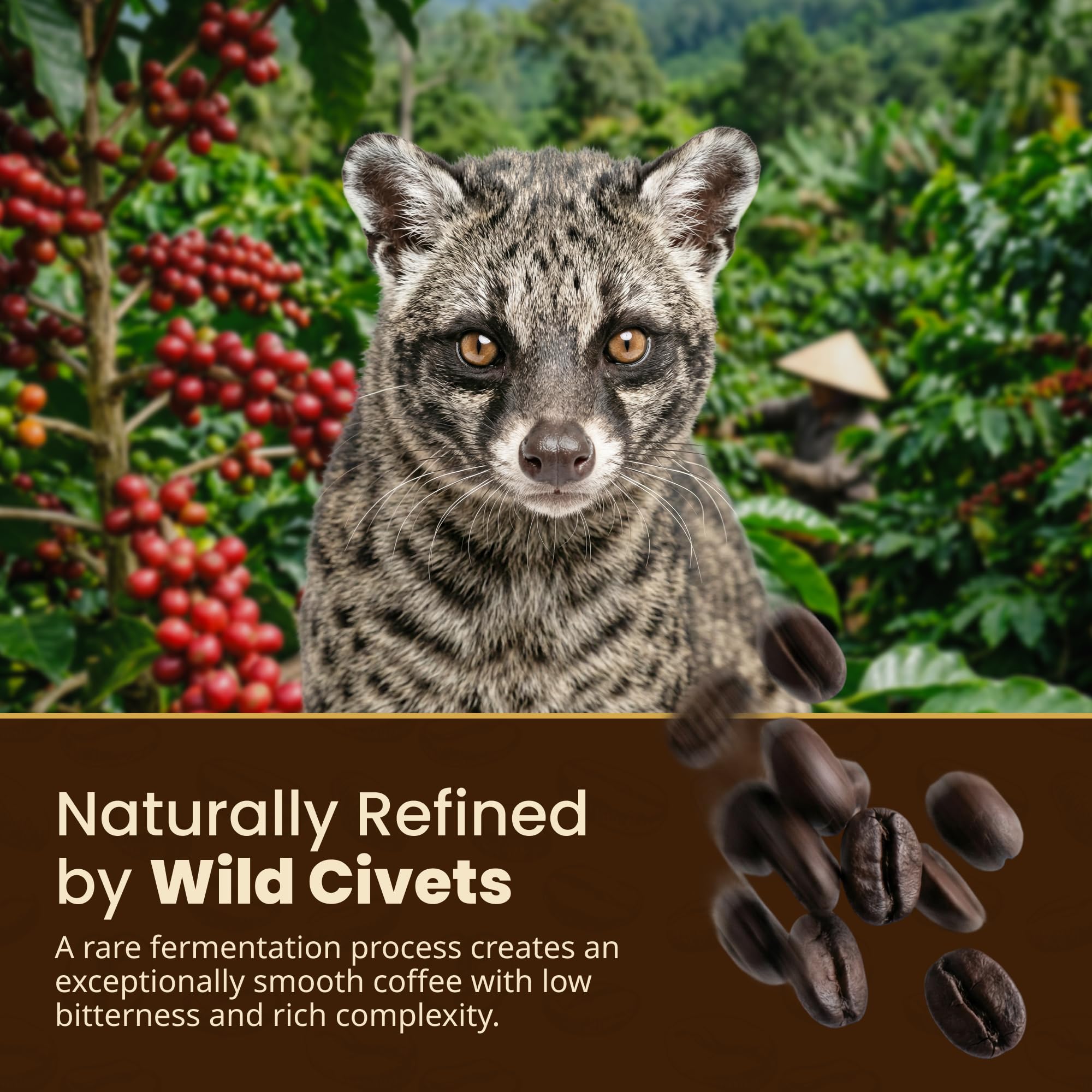 Amazon.com: Gate to Nature Wild Civet Arabica Coffee Whole Beans, Freshly  Made Luxury Kopi Luwak Coffee Bean, Dark Roast Kopi Luwak Coffee Gifts,  Produce in best regions of Vietnam, 4oz /113 grams,