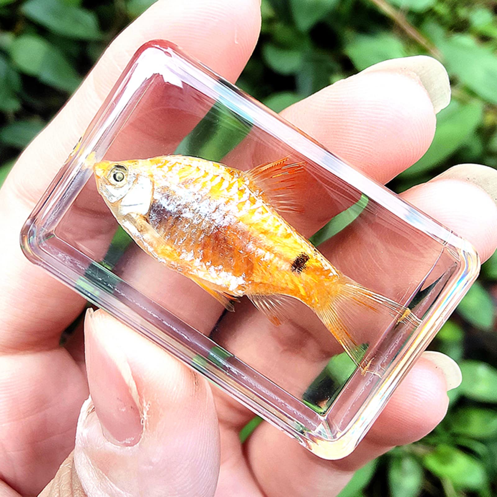 魚の標本 手のひらサイズ 魚の標本 手のひらサイズ 61ZeHPz1PxL._UF350,350_QL80_.jpg