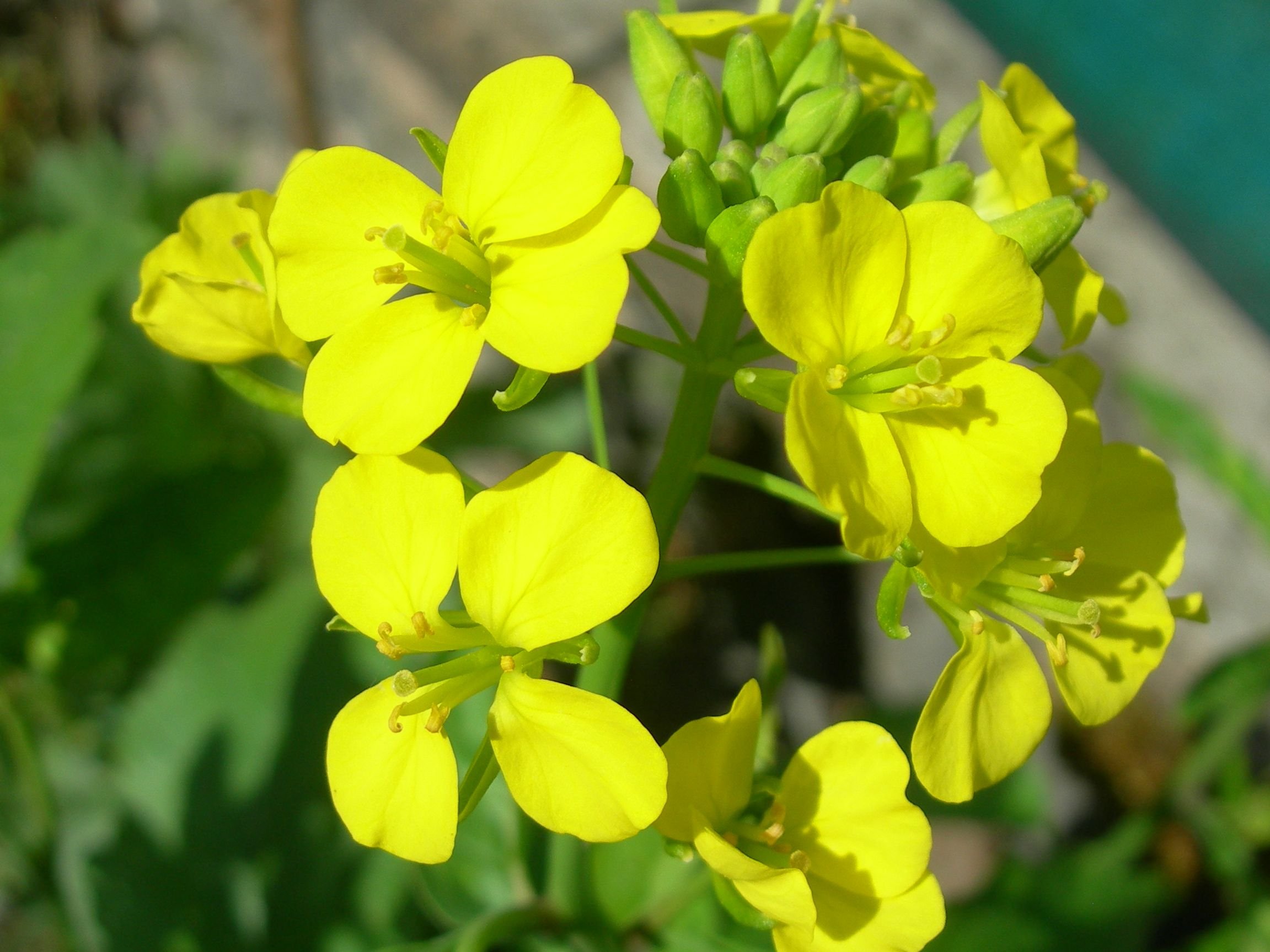hanf wann düngen Bio Hanf & Cannabis Bloom Dünger – Organischer Blütendünger main image 0
