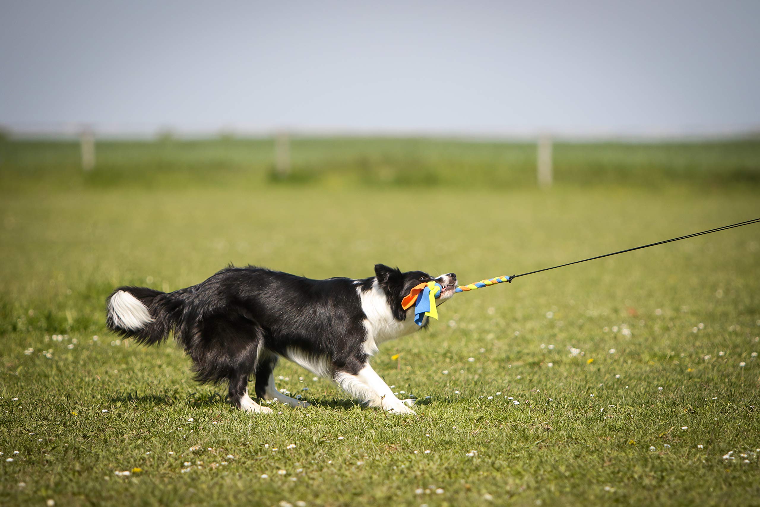 Poste de coqueteo para Perros con cordón no elástico Seguro y Fuerte, señuelo telescópico para Perros de Cualquier tamaño, Juguete para Perros para Entrenamiento y Ejercicio de Yes4Quality