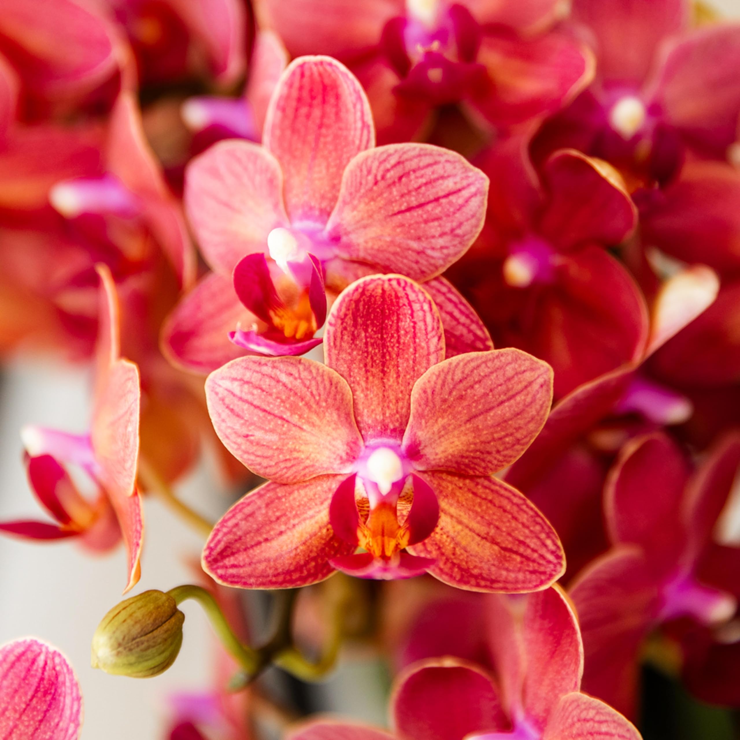 Kolibri Orchids | rote Phalaenopsis-Orchidee - Kongo - Topfgröße Ø9cm | blühende Zimmerpflanze - frisch vom Züchter