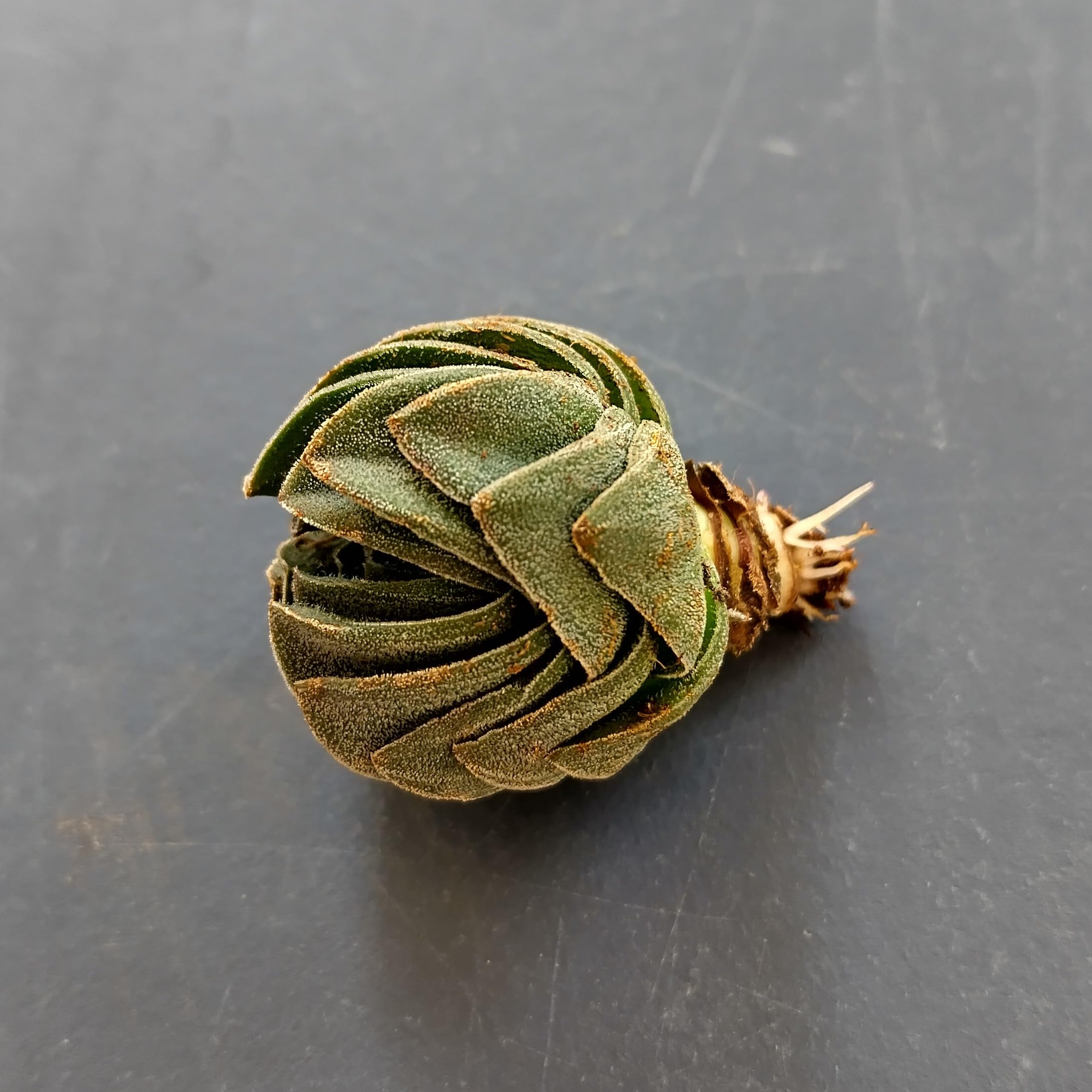 SUNNYPLANTS - Crassula Buddha's Temple Pianta Grassa, Talee, 2-3 cm