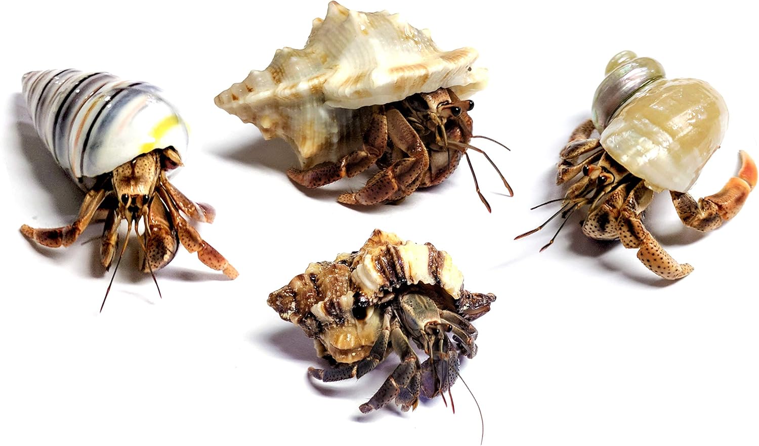 4 Live Hermit Crabs Shipped Now-with Premium Hermit Crab Shells: Land Crabs with 4 Extra Shells from Nature Gift Store