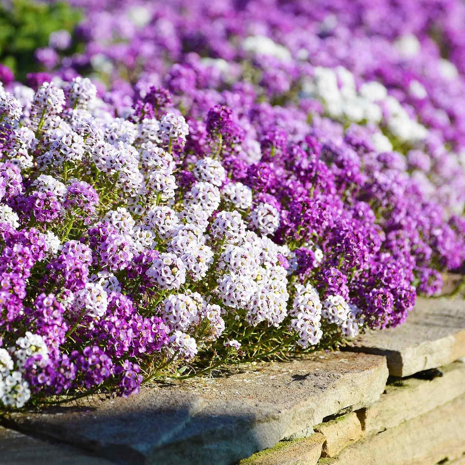 Eden Brothers Sweet Alyssum Seeds - Carpet of Snow