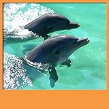 Caratteristiche del app: Delfini Live Wallpapers