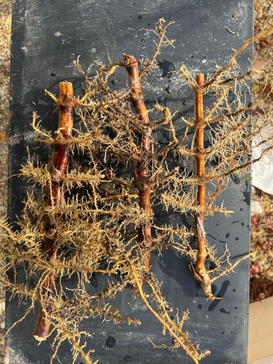 黒竹 クロチクの苗 3本 黒竹 クロチク 苗8株(9/6)根付き抜群 植え付け