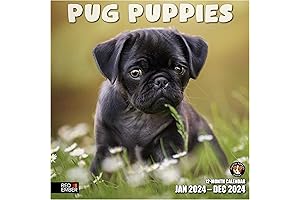"Frenchies" 2024 Wall Calendar - Adorably Cute Pug Puppies To Brighten Your Days