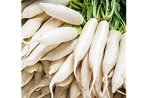 100 Heirloom White Radish Seeds for Japanese Daikon Home Garden