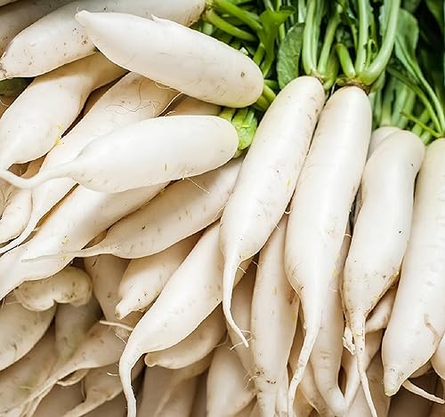 Semillas de rábano Daikon japonesas para plantar, 100 semillas de reliquia sin OMG, instrucciones completas de plantación para plantar y cultivar un