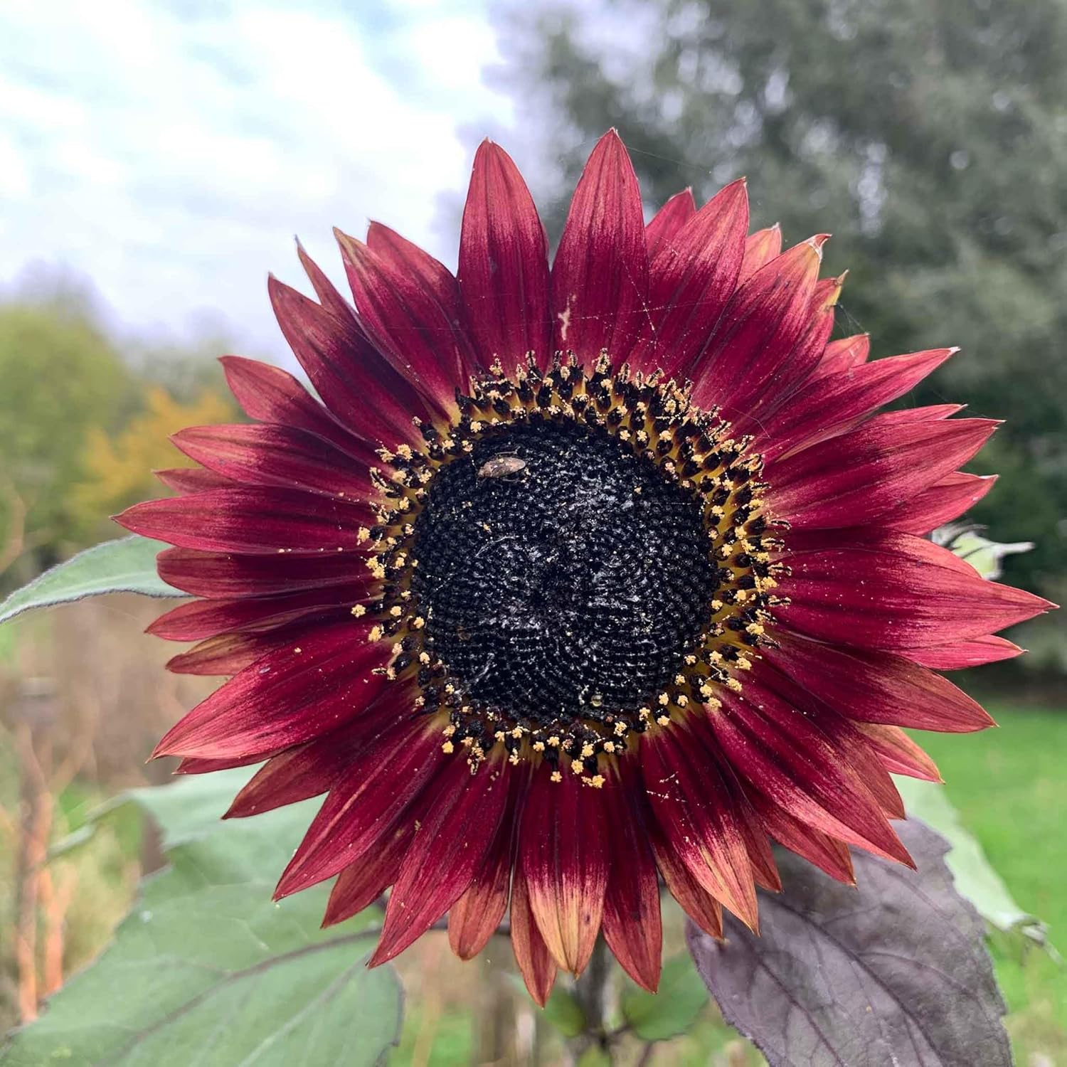 Eden Brothers Sunflower Seeds (Organic) - Autumn Beauty