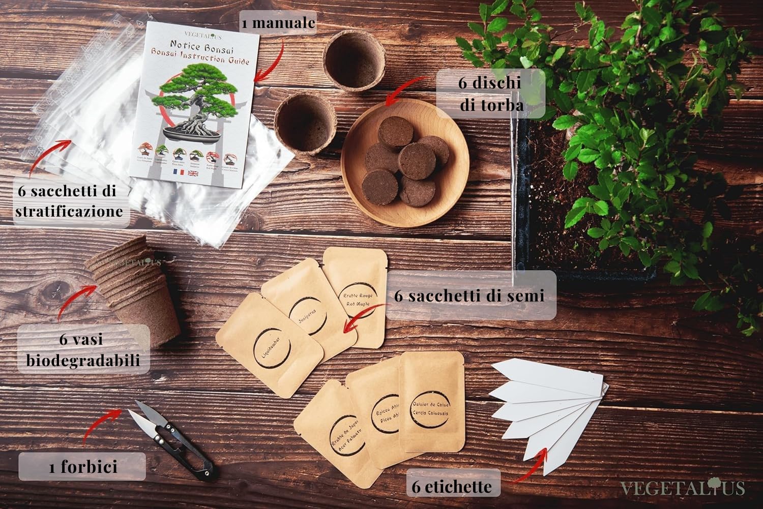 Komplettes Set mit 6 Bonsai Samen und Zubehör - Made in France - Eine originelle Geschenkidee für Männer und Frauen für Ihr Zuhause oder Ihren Garten