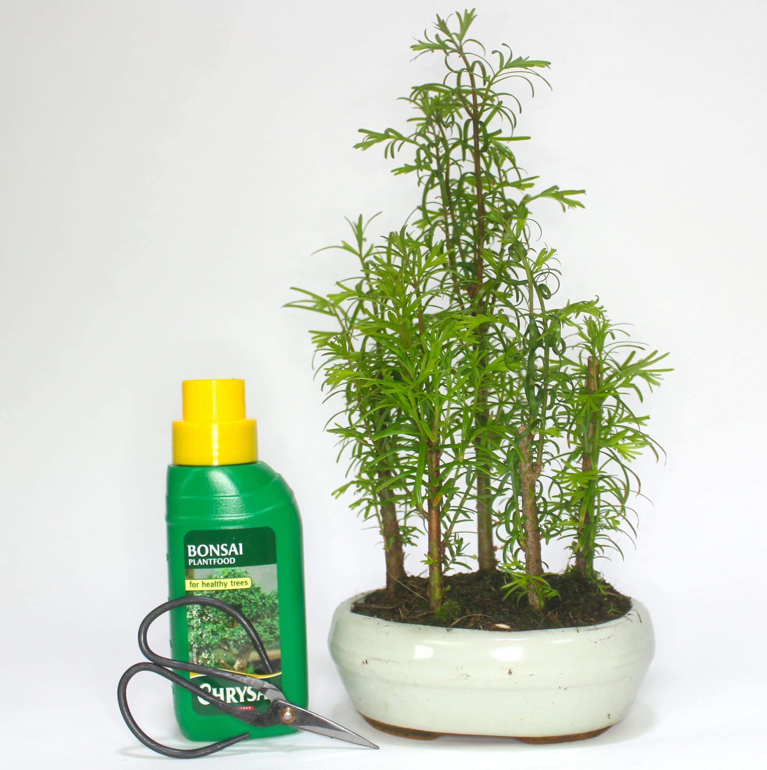 Dawn Redwood (metasequoia) Forest Bonsai 5 Trees - Supplied in a Ceramic Pot Chrysal Liquid Feed Care Set