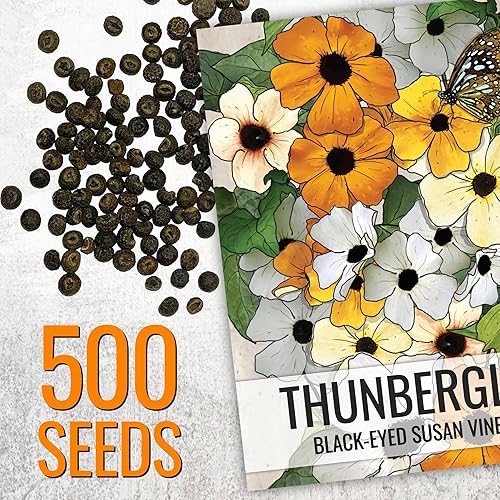 Miniatura 3 de Seed Needs, Black-Eyed Susan Semillas de vid  100 semillas de reliquia para plantar Thunbergia alata  Flores anuales de vid para cubrir una cerca o