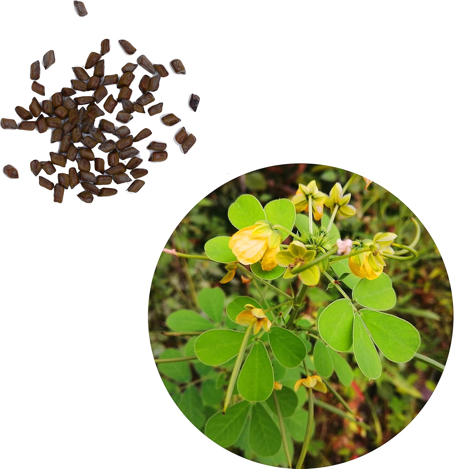 Amazon Co Jp エビスグサ えびす草 夷草 種 30粒 岐阜県産 決明子 ケツメイシ はぶ茶の種 Diy 工具 ガーデン