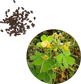 Amazon.co.jp: 【ギフのタネ】エビスグサ えびす草 夷草 種 1cc(約35粒