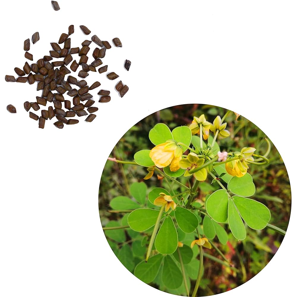 anything goes　ハブ茶になります！えびす草の種4.5kg Amazon.co.jp: 【ギフのタネ】エビスグサ えびす草 夷草 種 1cc