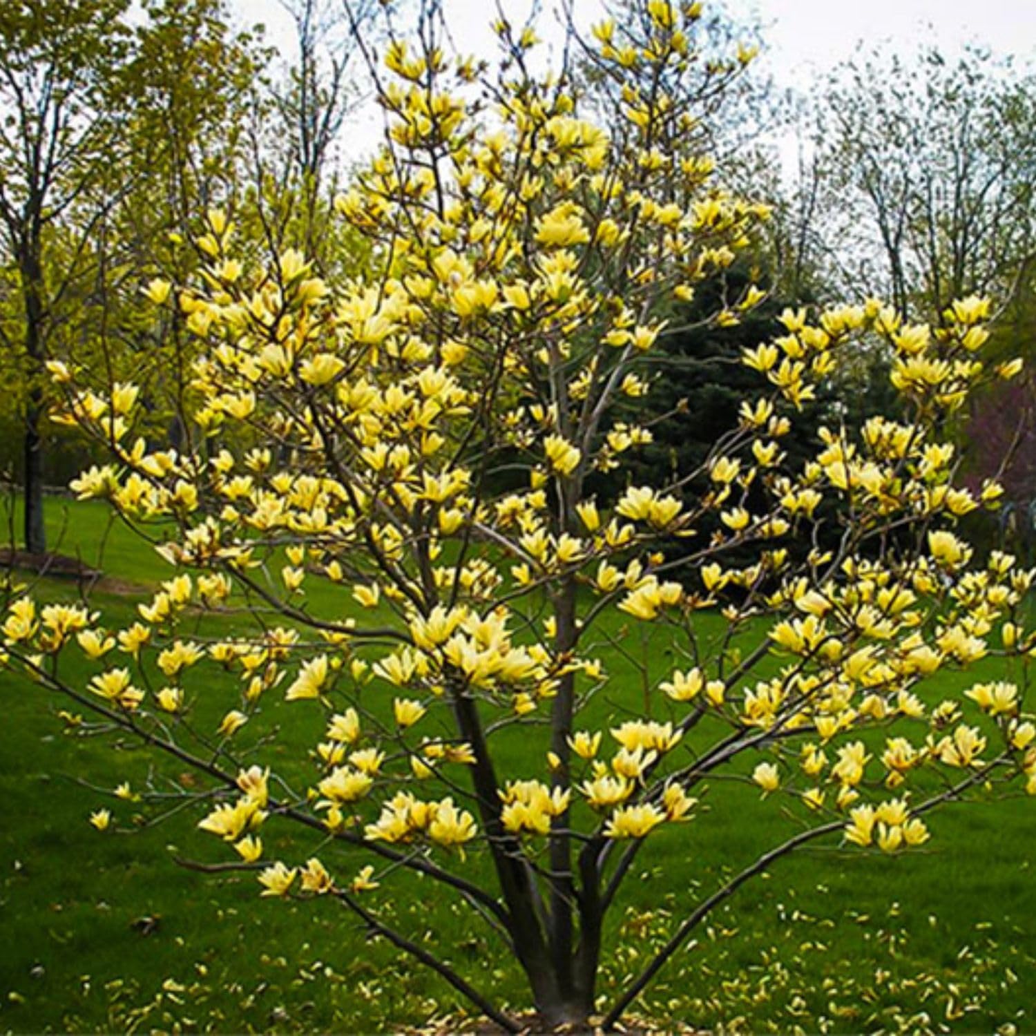 Butterflies Japanese Magnolia, Compact Tree with Yellow Blooms, 1 gal. Nursery Pot, 1–2 ft Tree Height (Ships to 48 States Including CA & AZ)