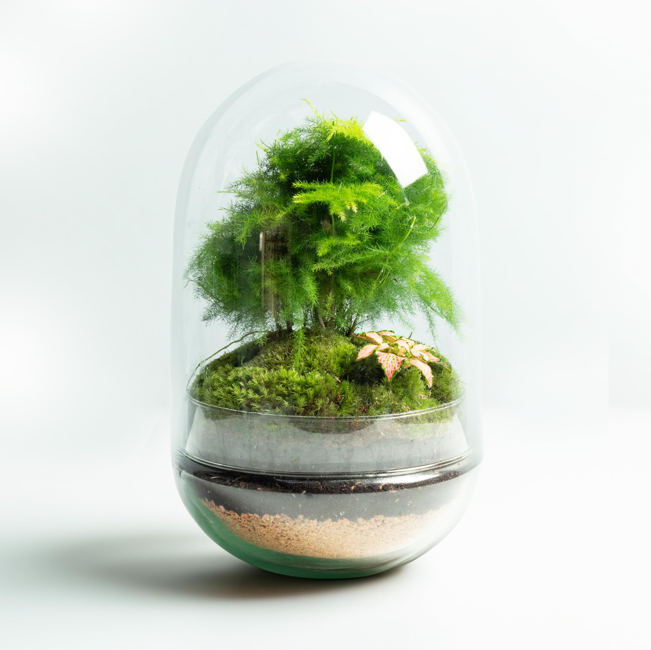Terrario Plantas de Cristal | Recipiente con Ficus Ginseng y Fitonia | Jardín Eterno | Omotesando | Plantas Naturales | Ecosistema Natural | Jardín en un Bol | Regar una Vez al año | Aspa Natura